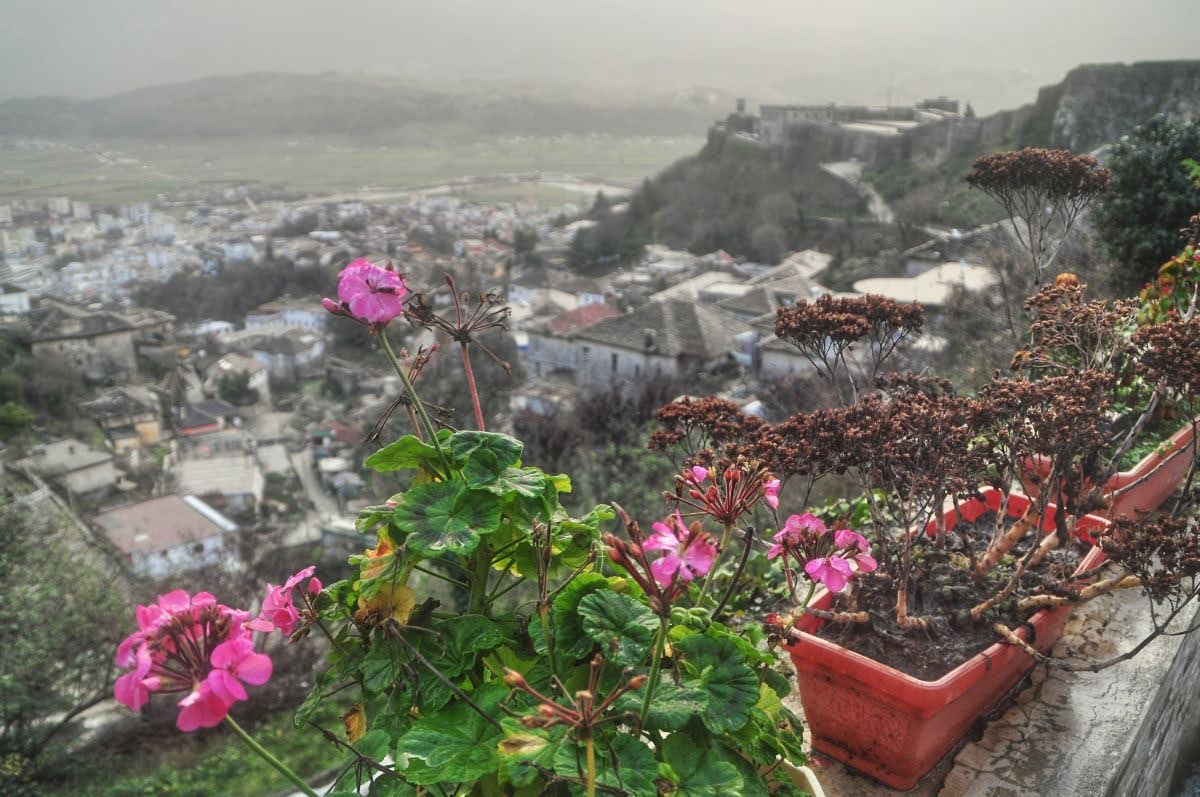 A close up picture of pink flowers. Gjirokaster castle can be seen in the background in Gjirokaster,
Albania