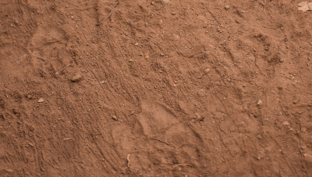 tiger footmarks in biligiri hills.jpg