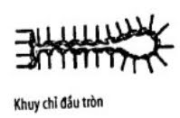 Cách Thùa Khuy-Đính Nút Trong May Mặc 3