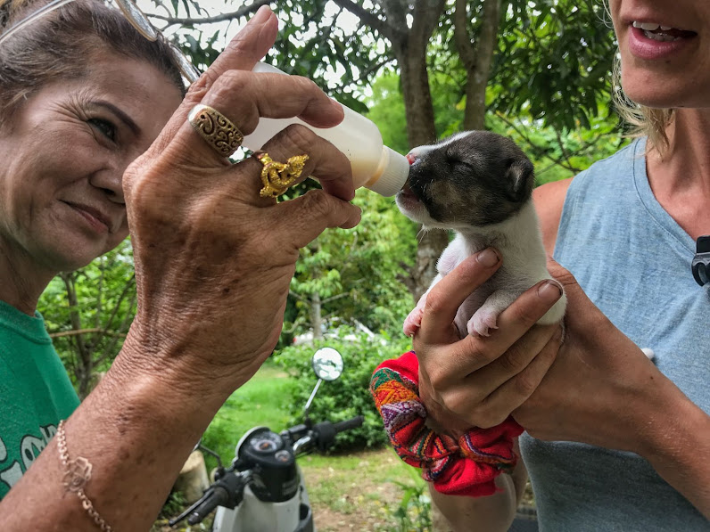 thai woman feeding milk a new born puppy out of a nursing bottle