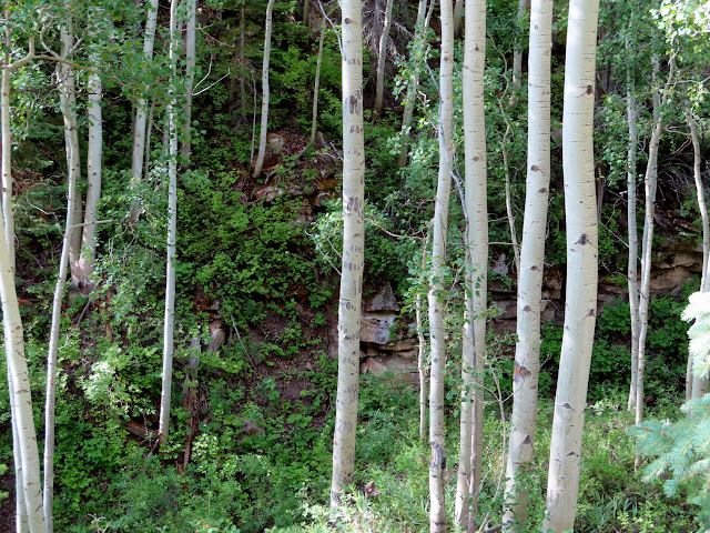 Aspen with bear claw marks