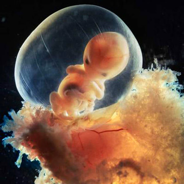 Incredible Photos of a Baby Developing in the Womb