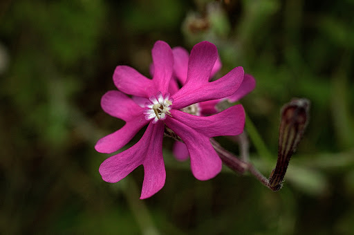 Silene scabriflora