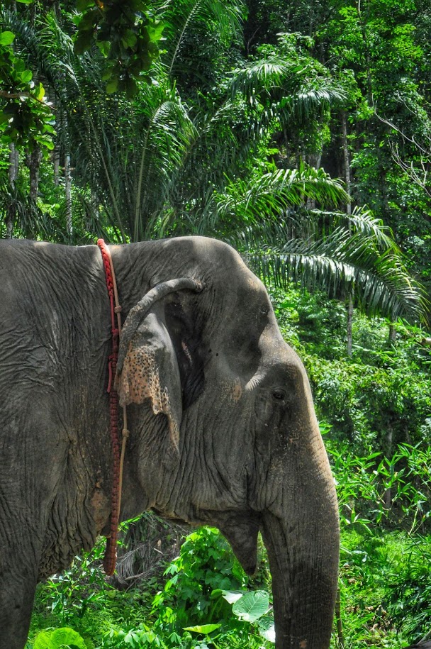 Elephant camp
Thailand