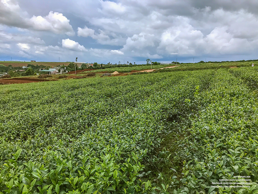 Hoang sơ những đồi trà và cây cô đơn hình trái tim ở Di Linh