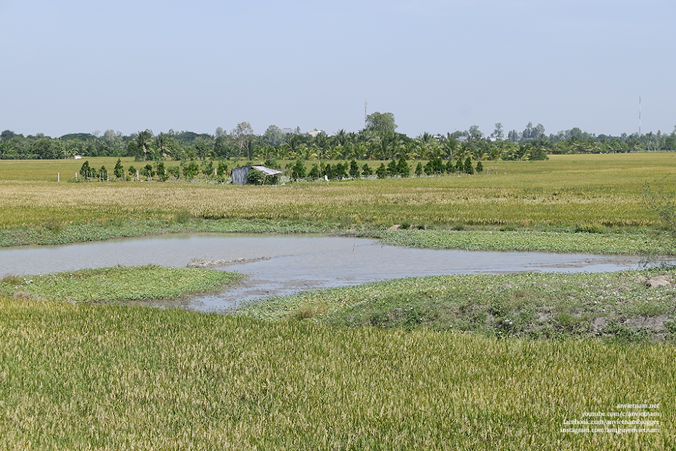 Thanh bình những cánh đồng An Giang mùa lúa chín