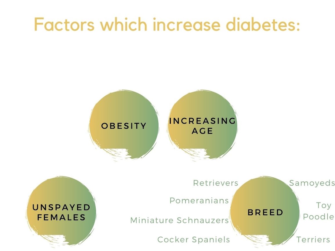 A colourful diagram explaining the factors which increase canine diabetes mellitus