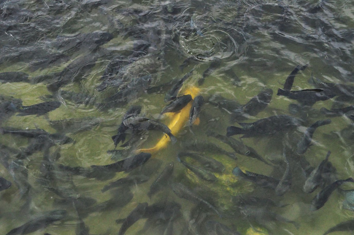 Ranong Canyon
Thailand
Large fish