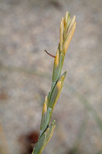 Elymus farctus boreali-atlanticus