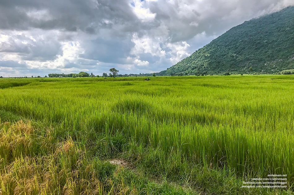 Tây Ninh có gì đẹp: 2 cây thốt nốt Tình Yêu Kvan