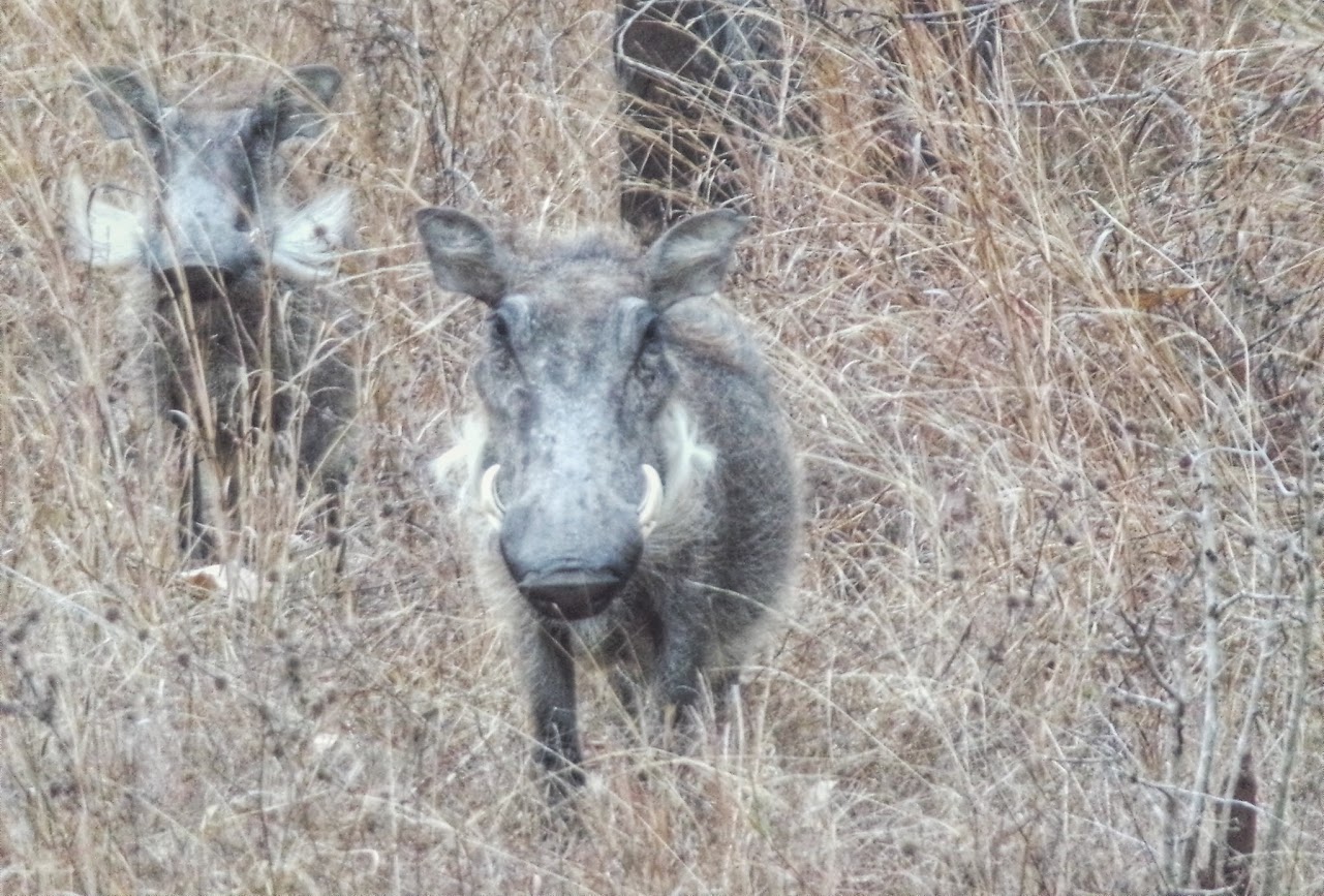 Two wild animals in thick vegetation in a National Park in Malawi, Africa