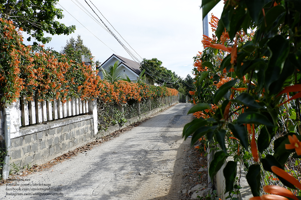 Hoa chùm ớt (hoa rạng đông, hoa lửa, hoa pháo trượng) ở Lâm Đồng