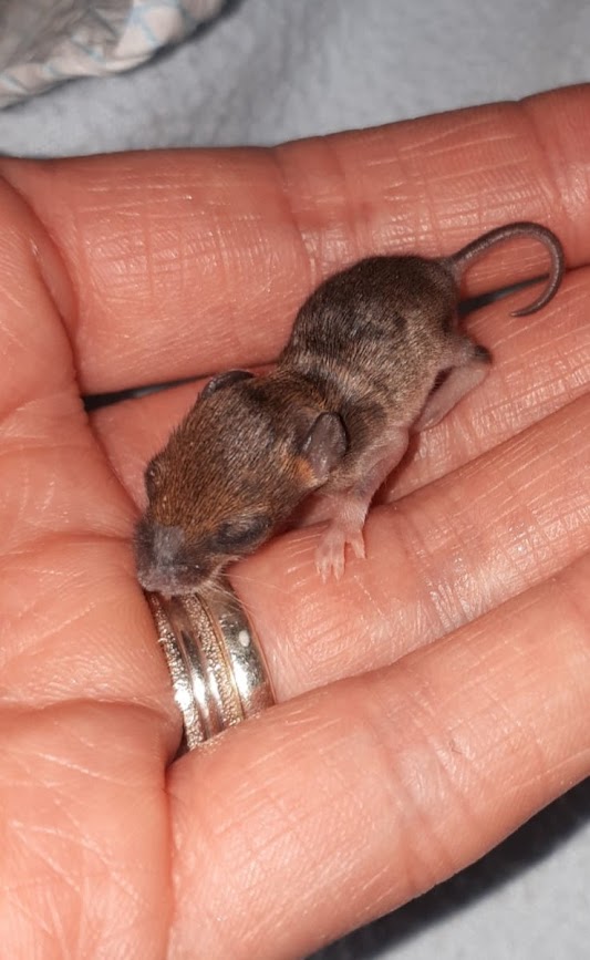 A tiny baby field mouse in human hand