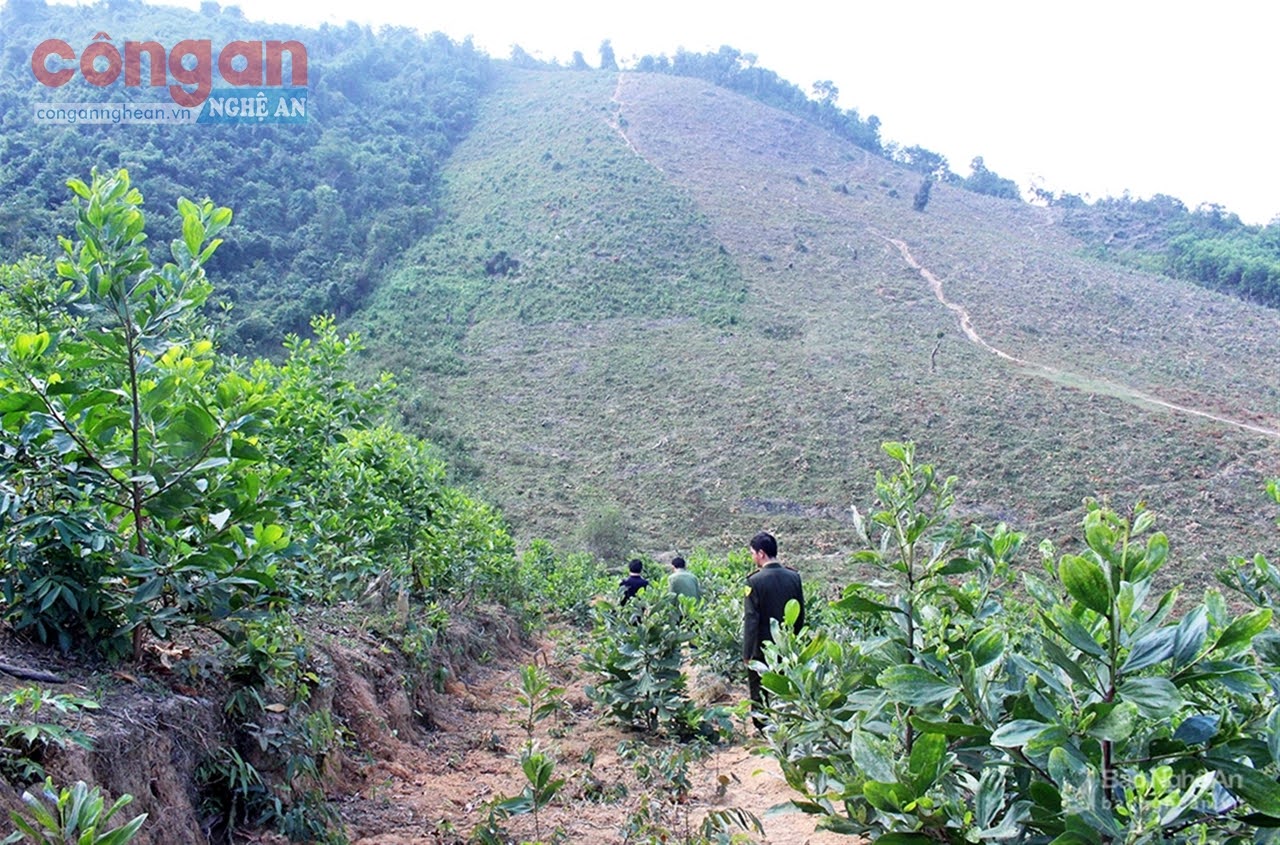 Về cơ bản, đã thu hồi phần lớn diện tích rừng của các lâm trường, nhưng lại vướng mắc trong việc bàn giao cho người dân