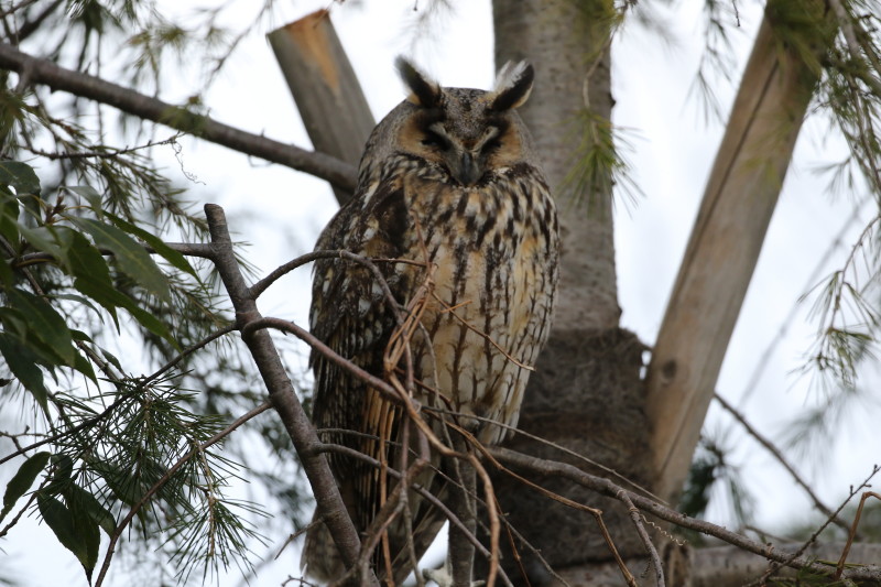 トラフズクフ