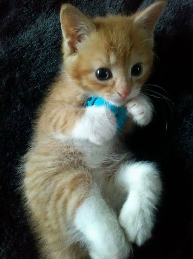 A ginger and white kitten