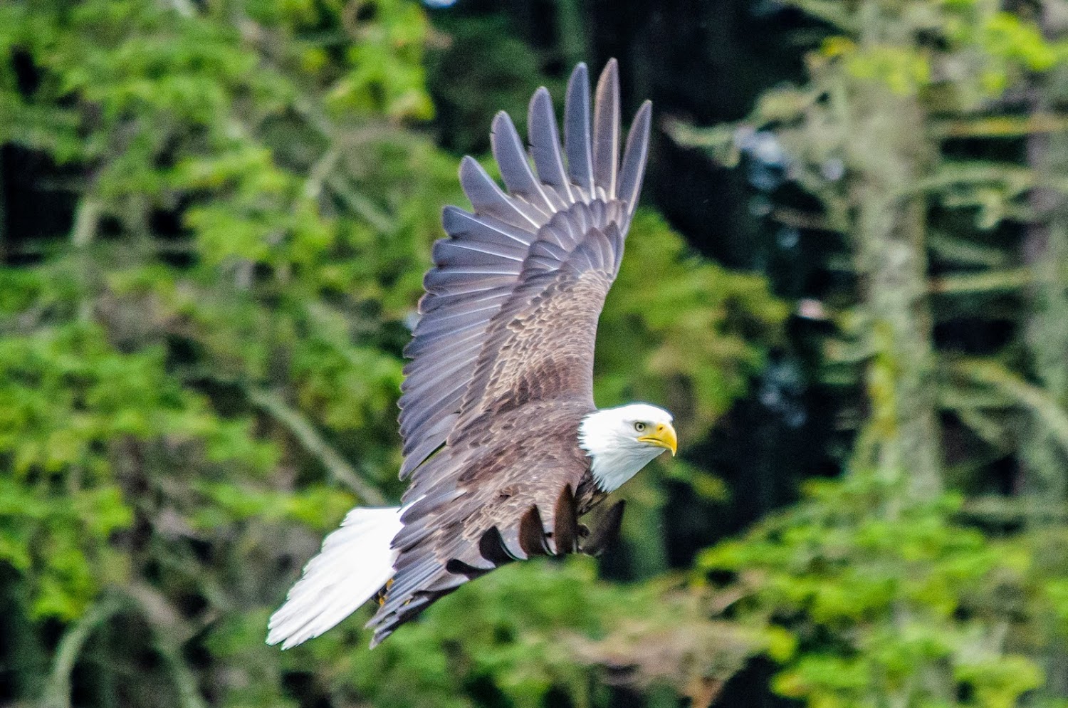 Eagle Soars