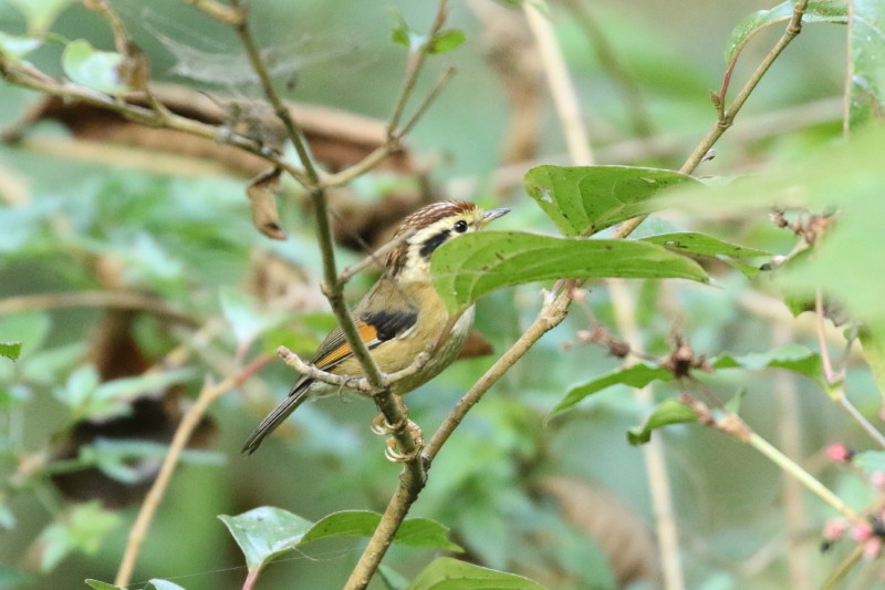クリボウシチメドリ