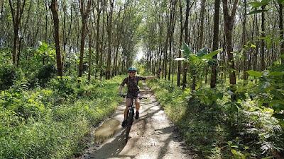 Cycle through rubber tree and palm oil plantations