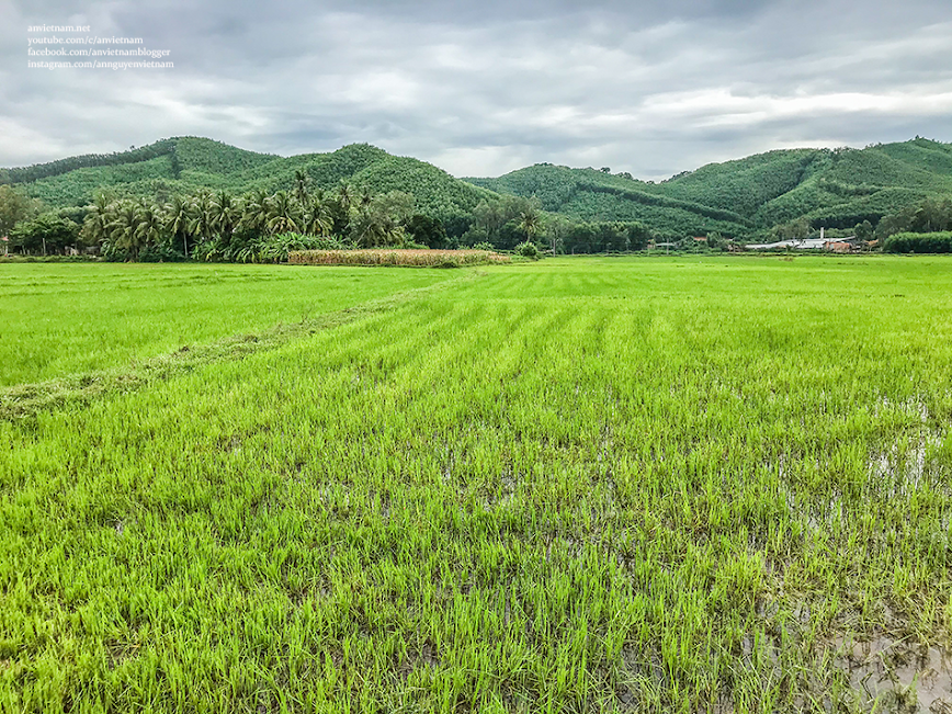 Thanh bình và ấn tượng phong cảnh quê hương Bình Định