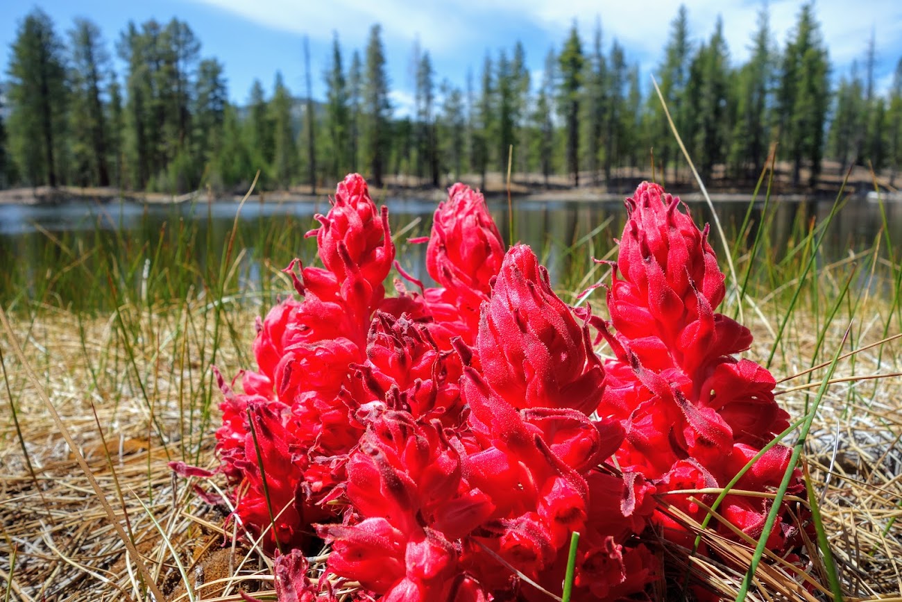 Lassen Volcanic National Park