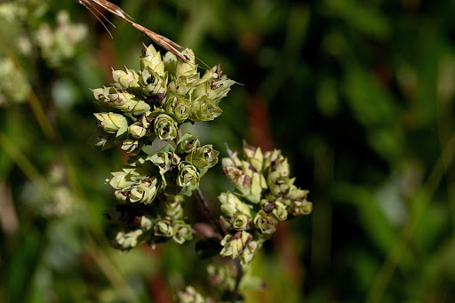 Origanum vulgare virens