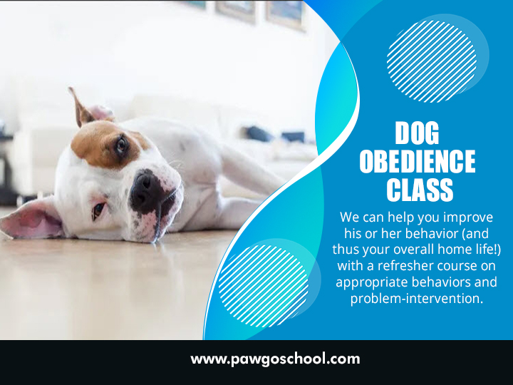 Dog Obedience Class Singapore