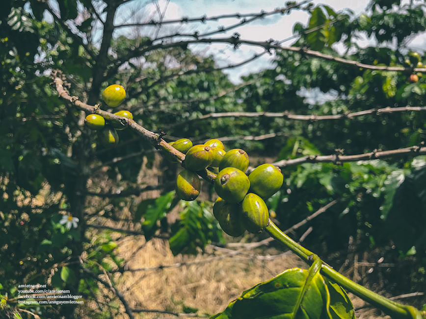 Chùa Trà Bảo Lộc nhìn ra hồ Nam Phương