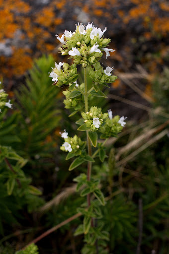 Origanum vulgare virens