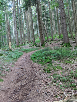 Wasenkogel trail: Curvy trail