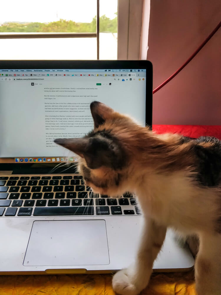 cat peeping at computer while on a work from home routine