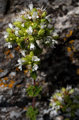 Origanum vulgare virens