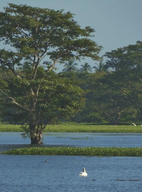 Anawilundawa Bird Sanctuary