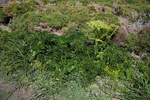 Angelica pachycarpa