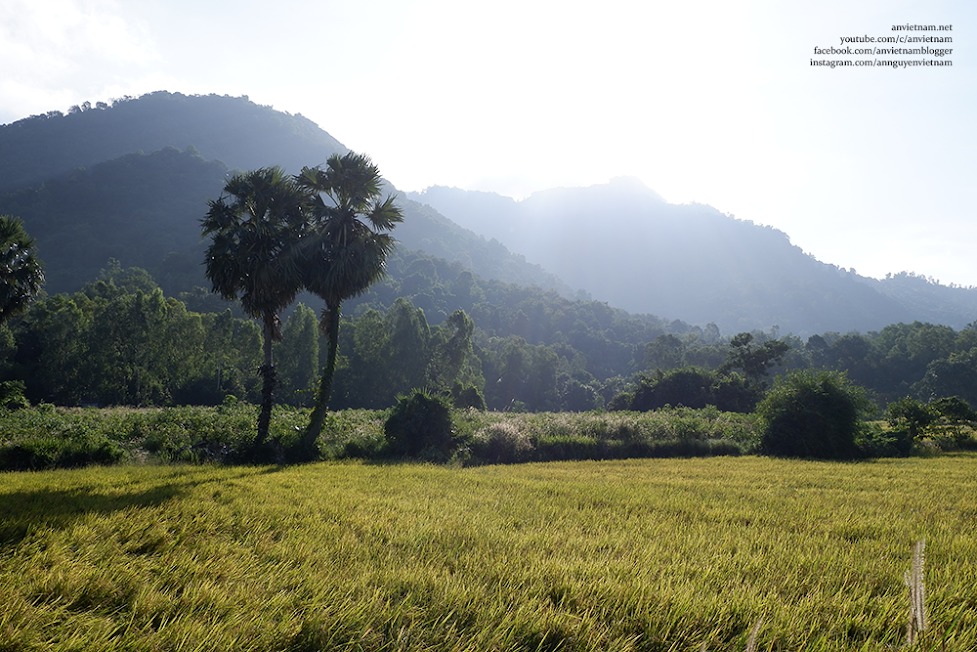 Thốt nốt ở An Giang: vẻ đẹp bình dị và mộng mơ!