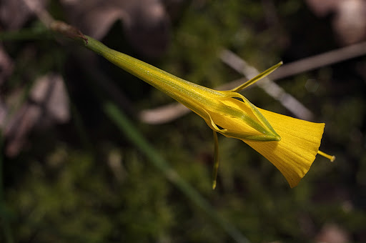 Narcissus bulbocodium