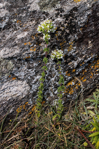 Origanum vulgare virens