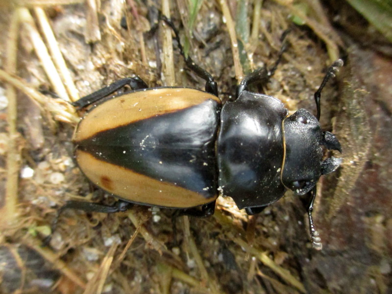 ブルマイスターツヤクワガタ♀