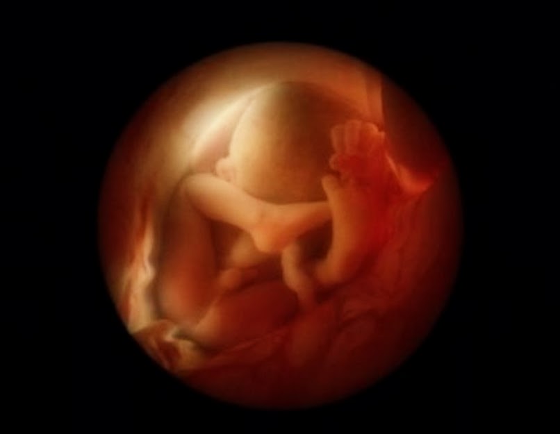 Incredible Photos of a Baby Developing in the Womb