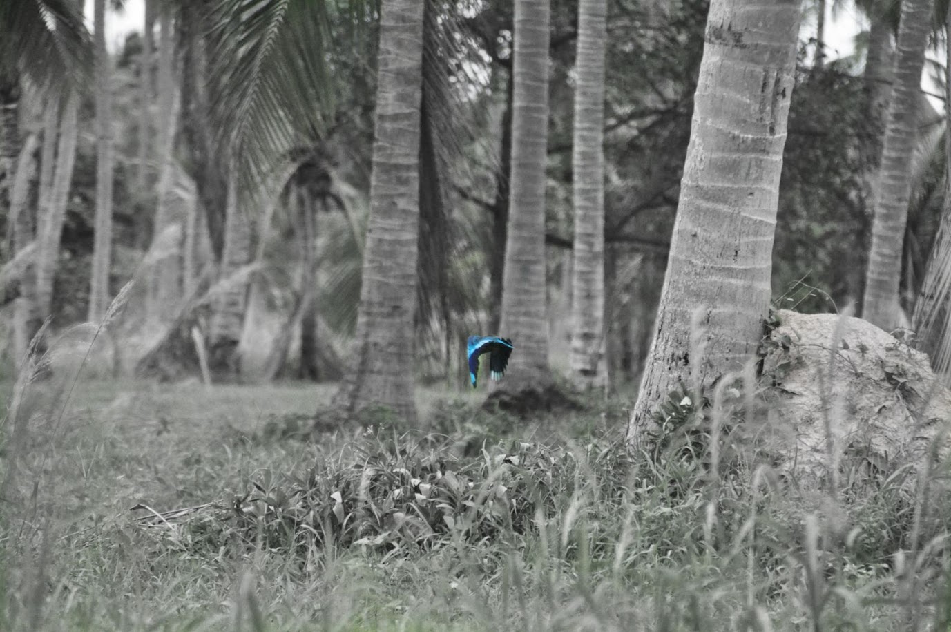 Huai Yang Waterfall National Park
Exotic bird