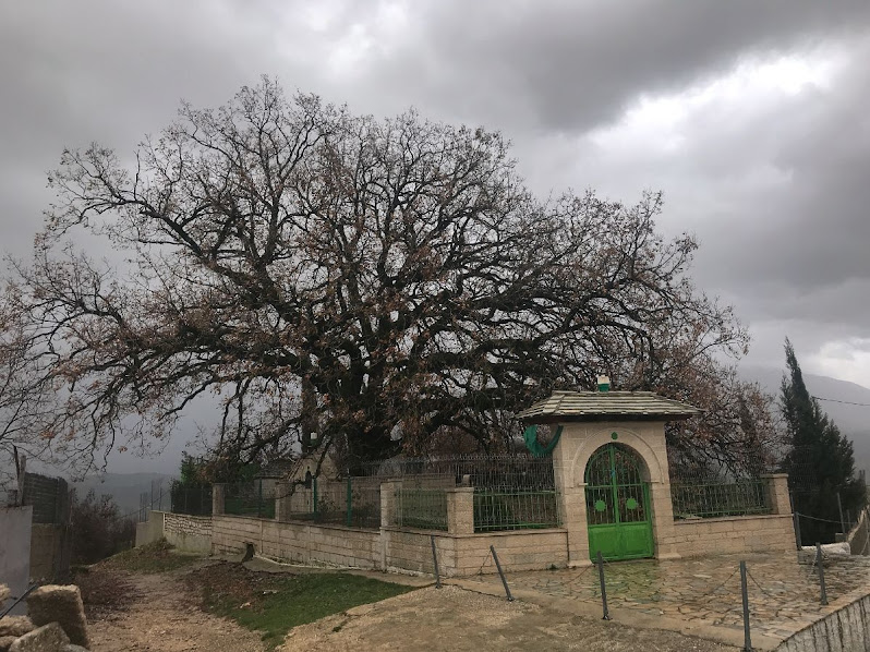 Enormous tree in churchyard lazarat albania