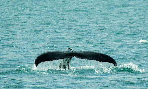 Humpback Dive