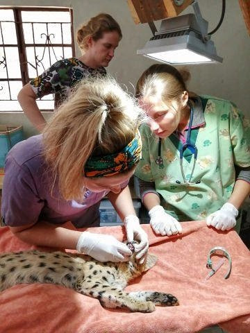 A volunteer vet nurse performing a check on a wild animal under the supervision of a vet in a clinic in Malawi, Africa