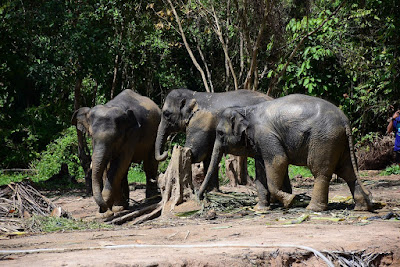 Elephants walking freely in the sanctuary