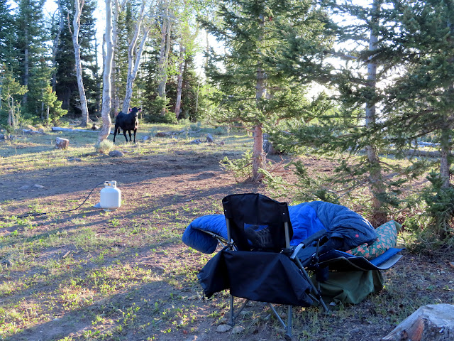 Chris still in bed and a cow checking us out