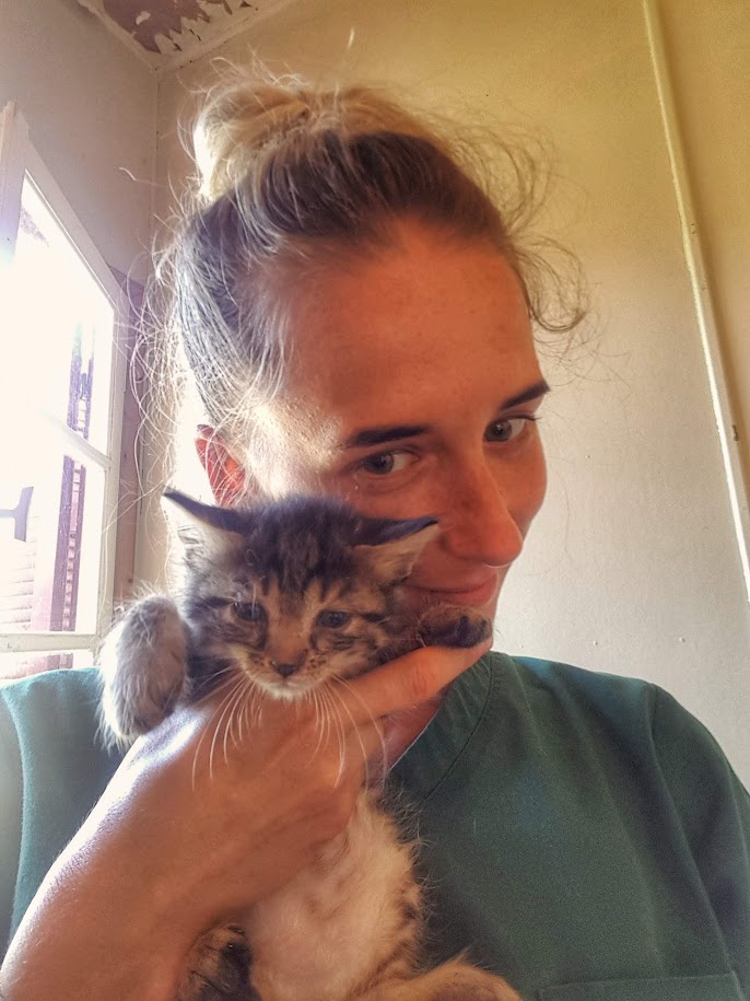 A volunteer vet nurse holding a tiny stray kitten at a cat neutering clinic in Ithaca, Greece