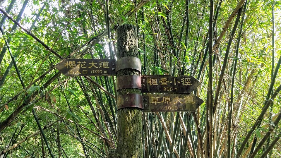 新竹 香山 - 青青草原 - 青青步道(泥土、階梯)