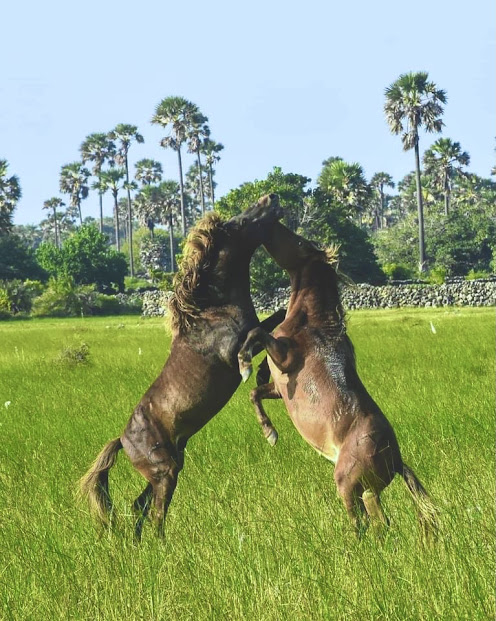 Delft Island