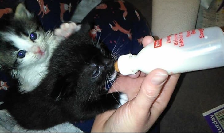 Two foster kittens being bottle-fed