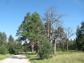 Kullamäe männid, pooled on kuivanud